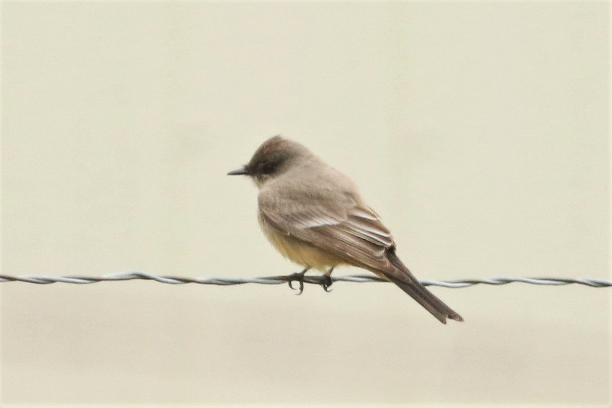 Say's Phoebe - Joshua  Glant