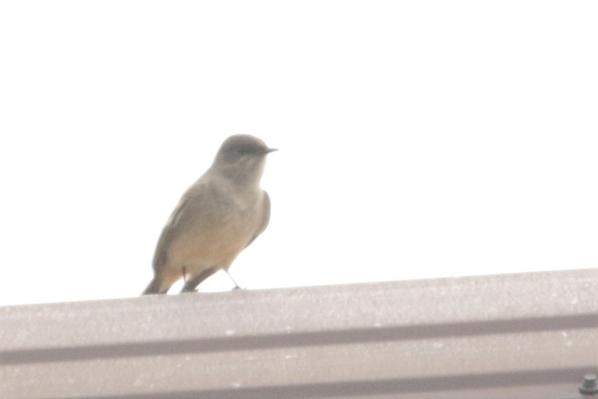 Say's Phoebe - ML52616501