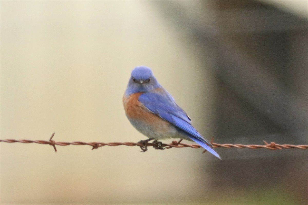 Western Bluebird - ML52616541