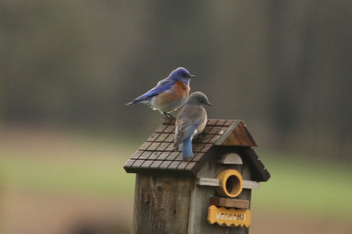 Western Bluebird - ML52616551