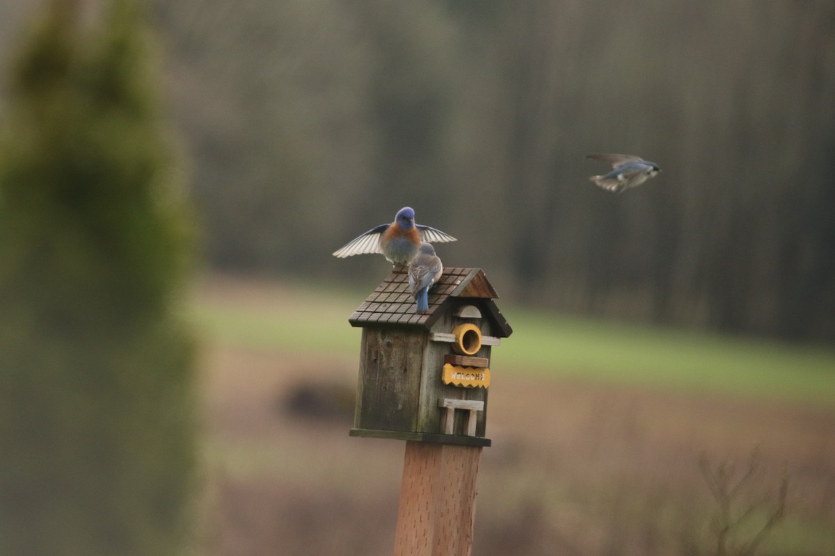 Western Bluebird - ML52616561