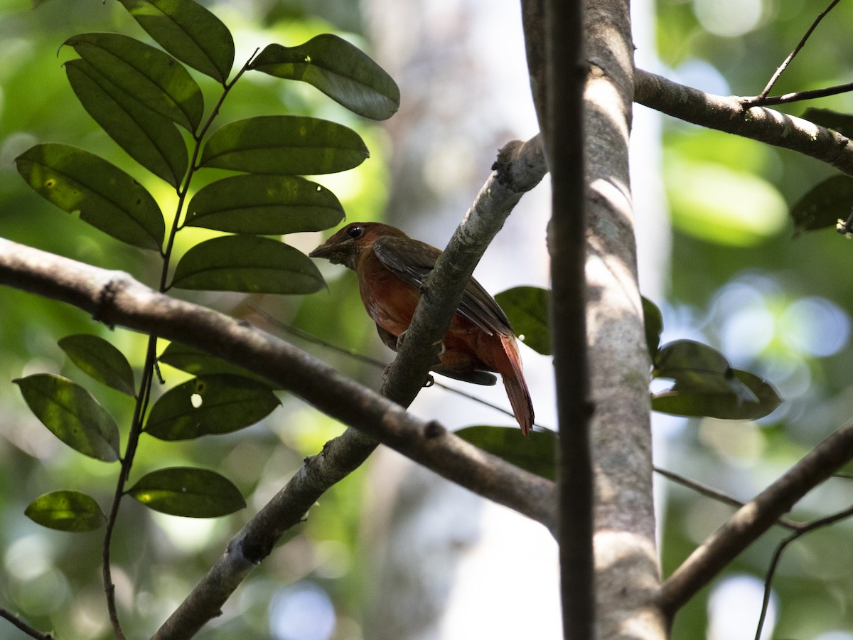 Guianan Red-Cotinga - ML526165761