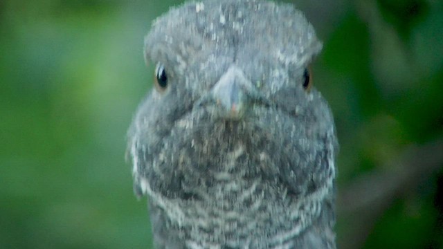 Dusky Grouse - ML526165861