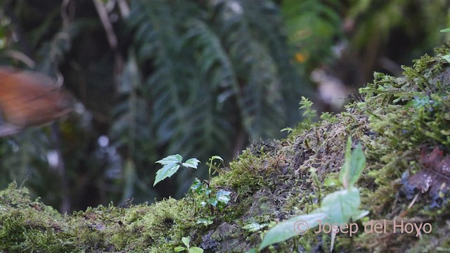 Equatorial Antpitta - ML526165891