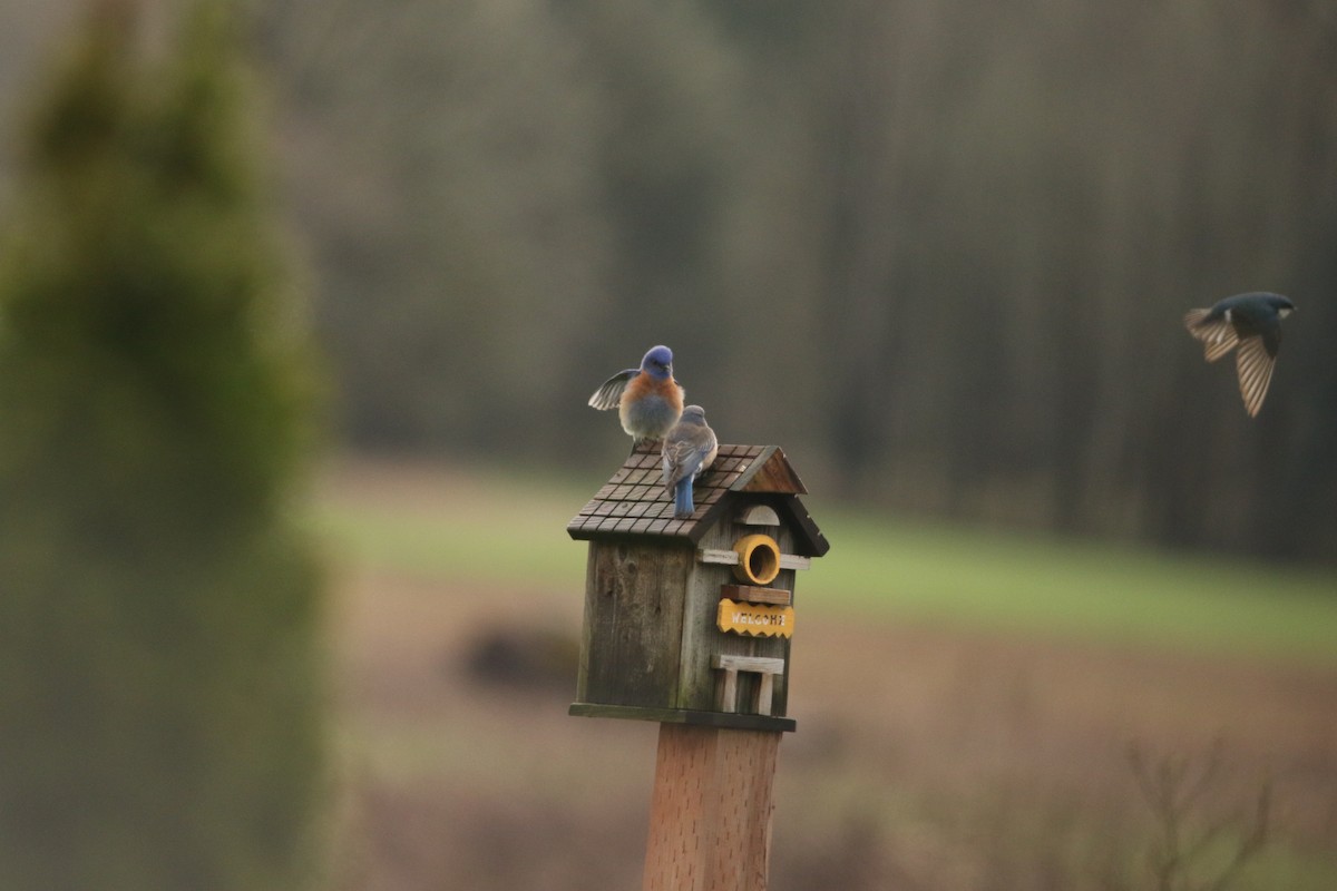 Western Bluebird - ML52616591