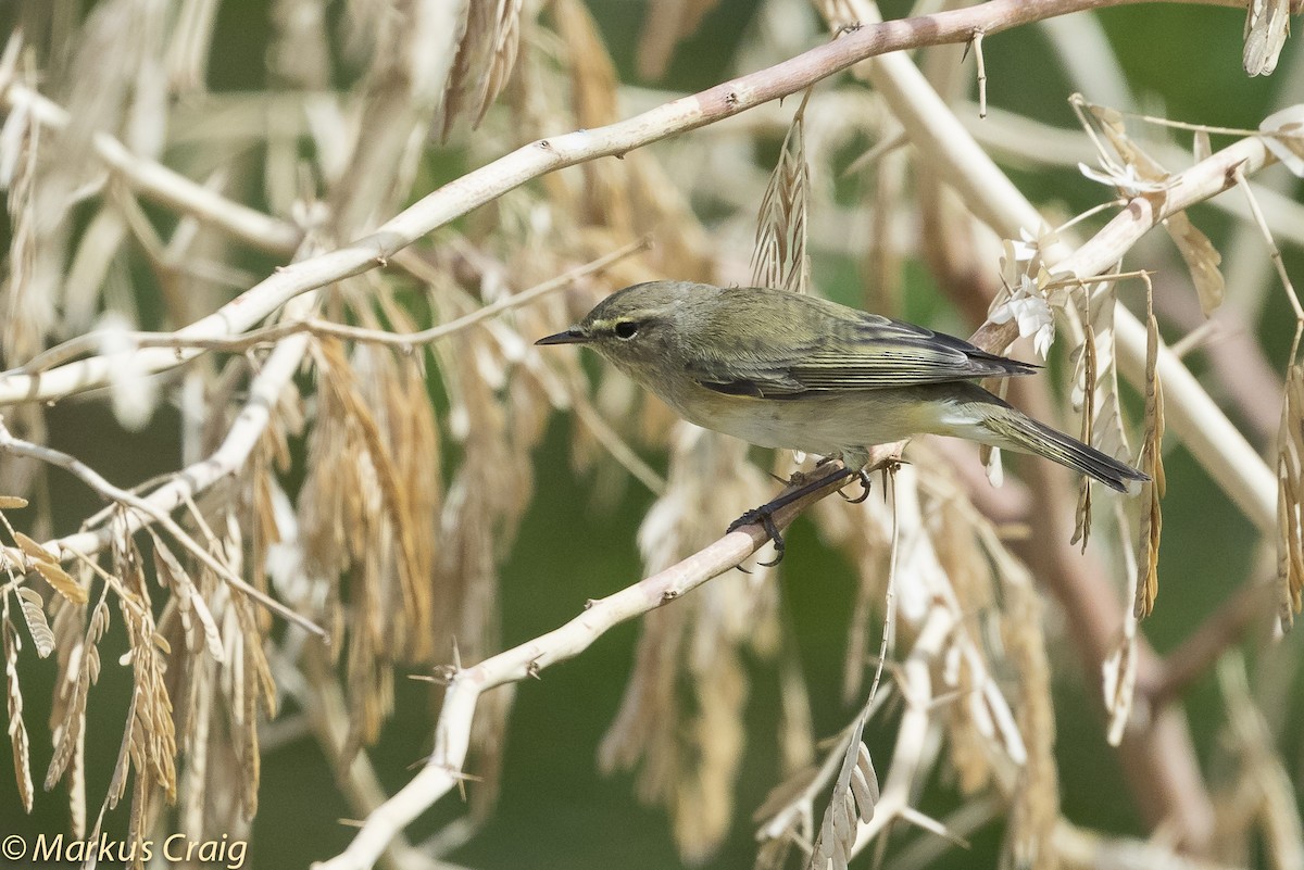 Common Chiffchaff (Common) - ML52616651