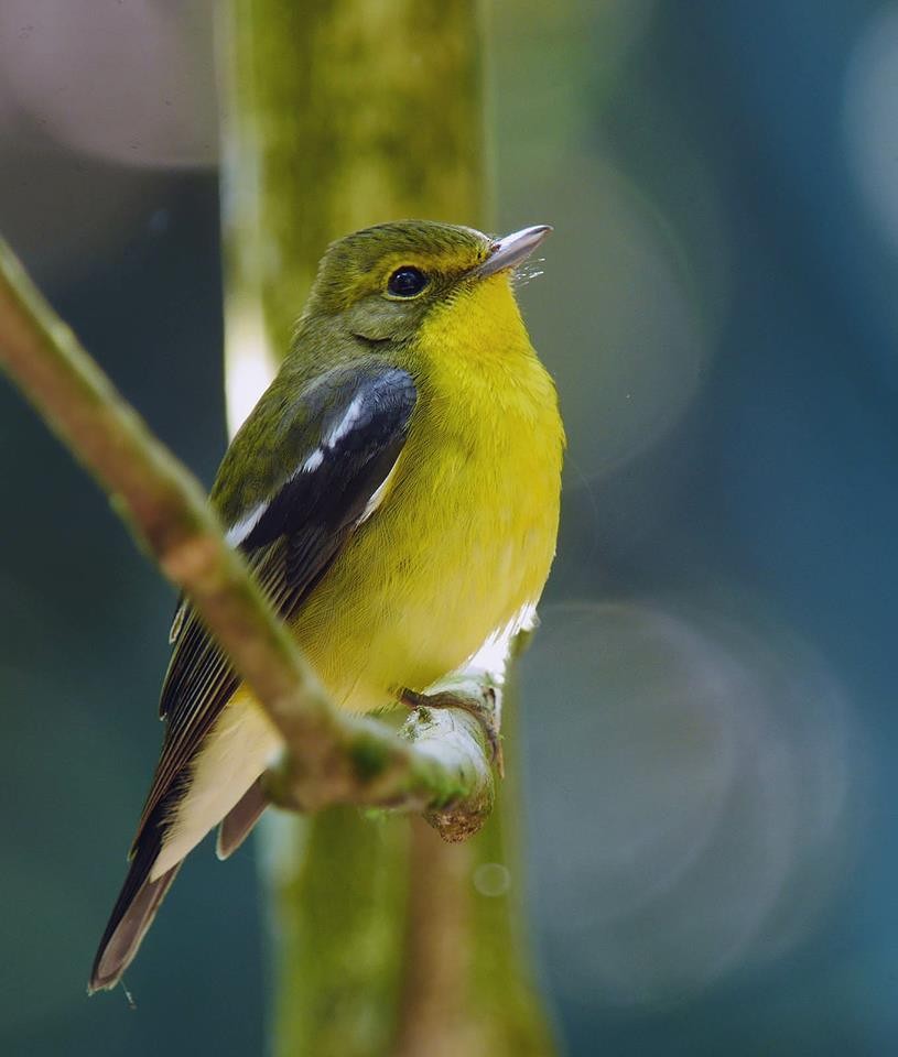 Green-backed Flycatcher - ML52616741