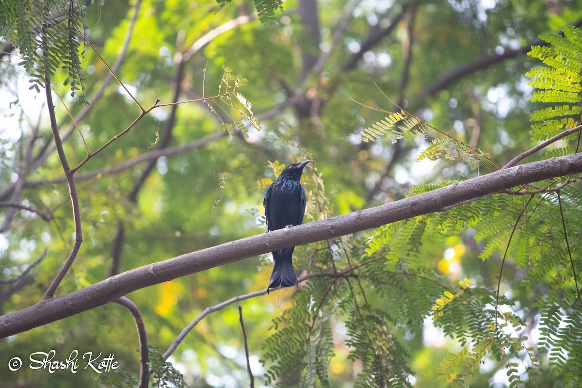 Hair-crested Drongo - Shashi Kotte