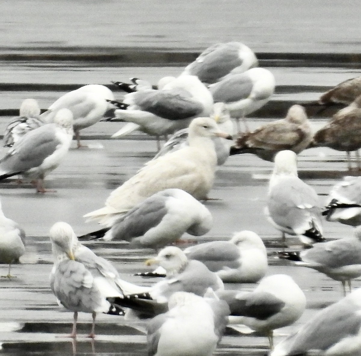 Glaucous Gull - ML526168411