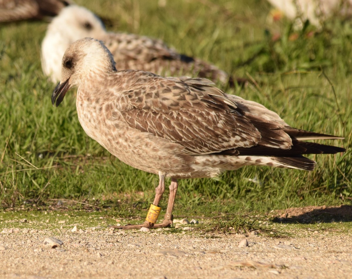 Gaviota Patiamarilla - ML526168551