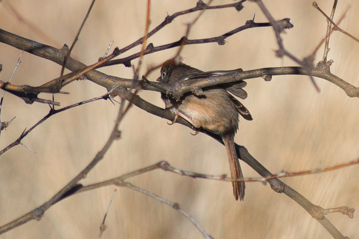 Rufous-crowned Sparrow - Paul Prappas