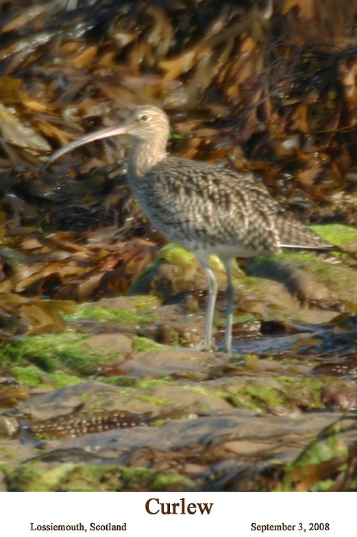 Eurasian Curlew - ML526169731