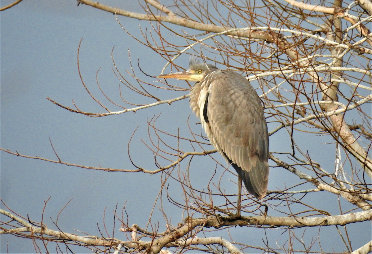 Gray Heron - Güneş Deniz Yıldırım