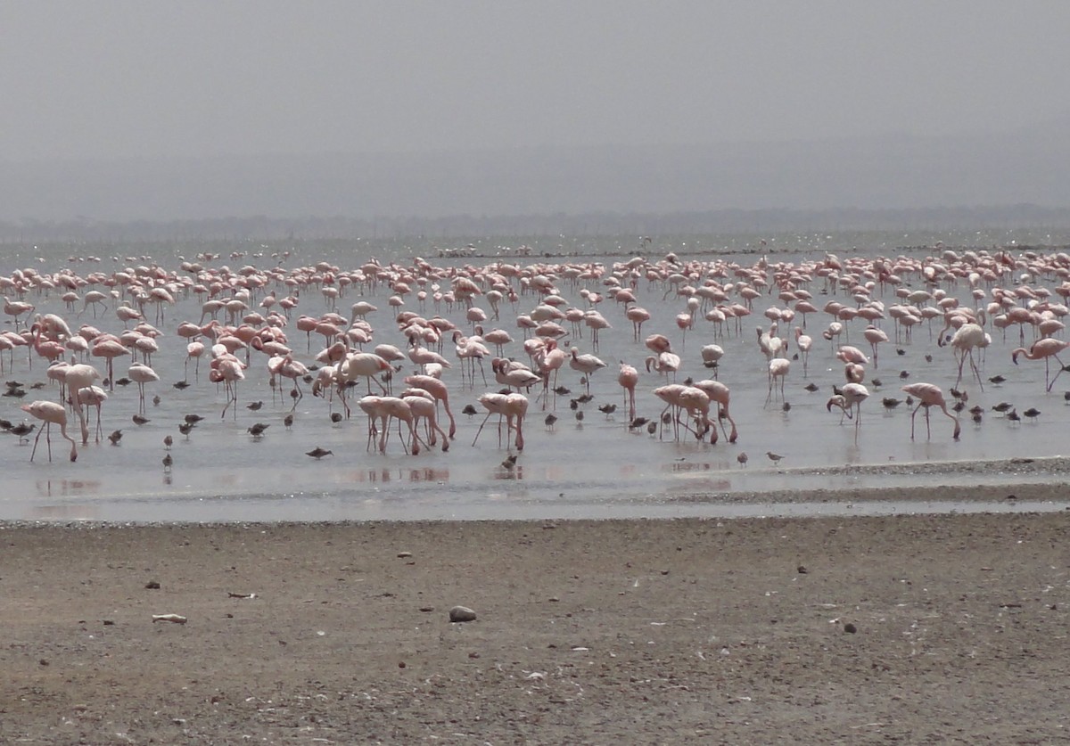 Greater Flamingo - Daniel Moore