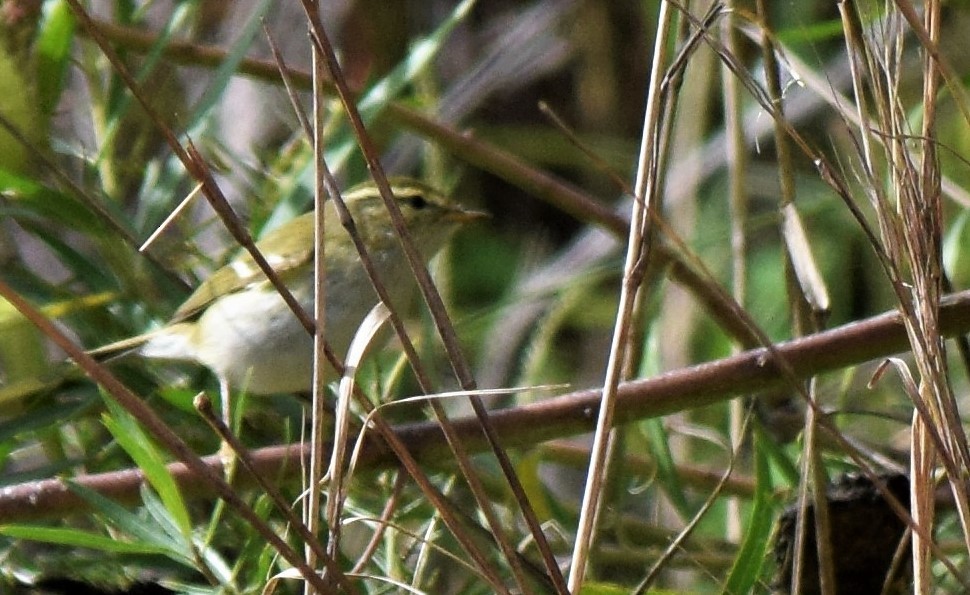 Yellow-browed Warbler - ML526173761