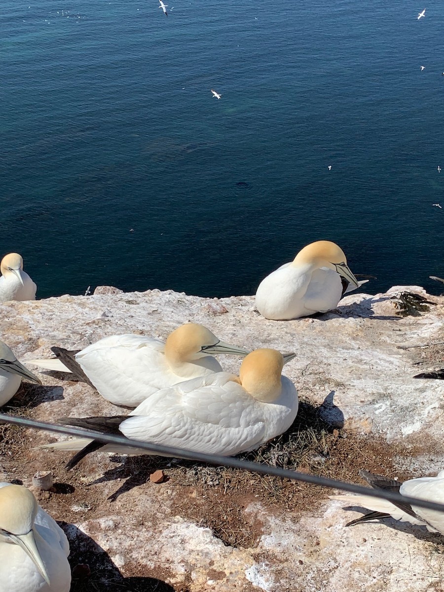 Northern Gannet - ML526173801