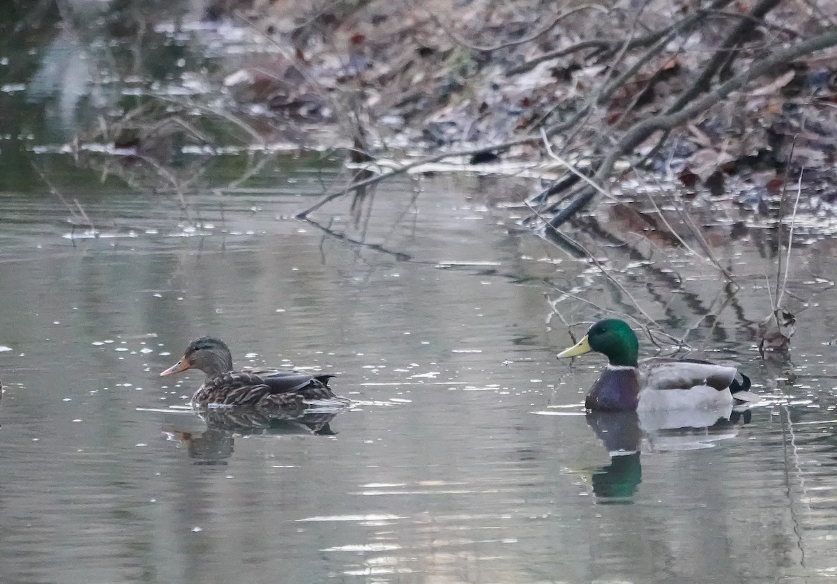 Mallard - ML526174681