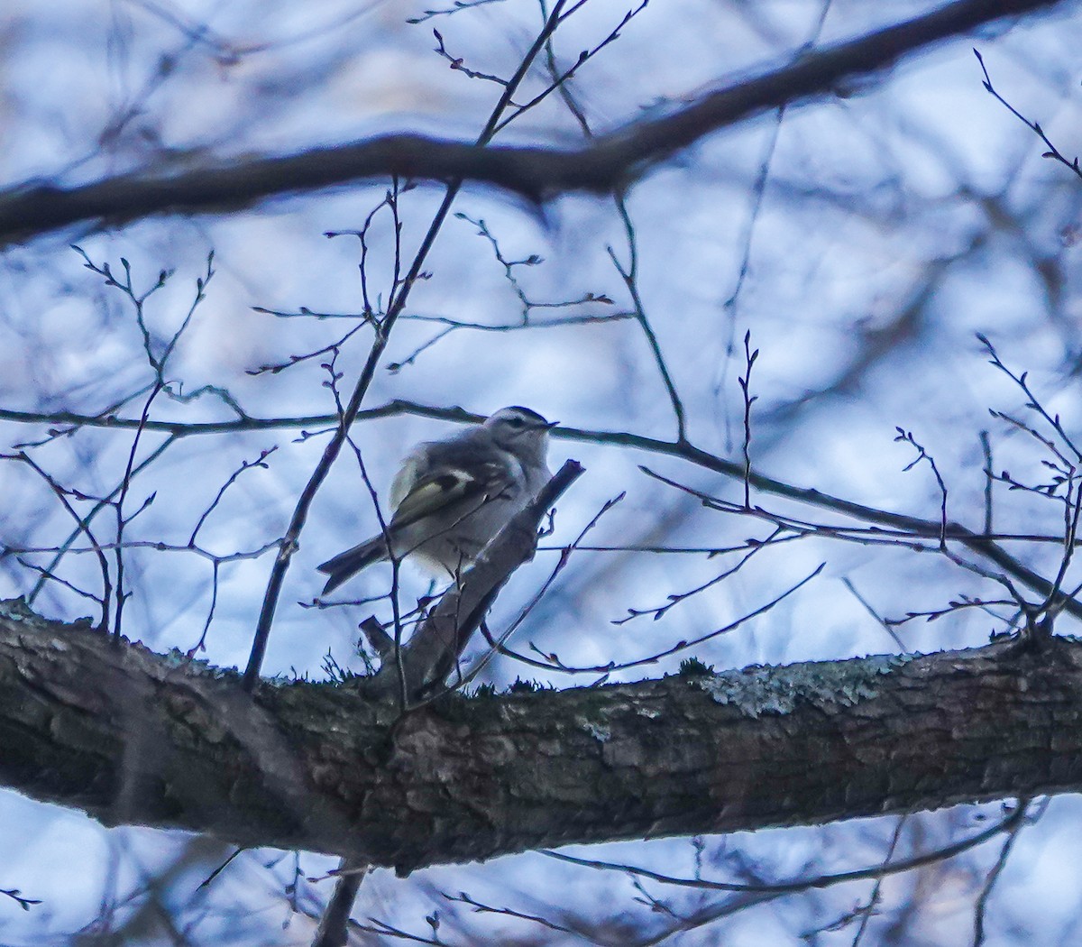 Golden-crowned Kinglet - ML526174751