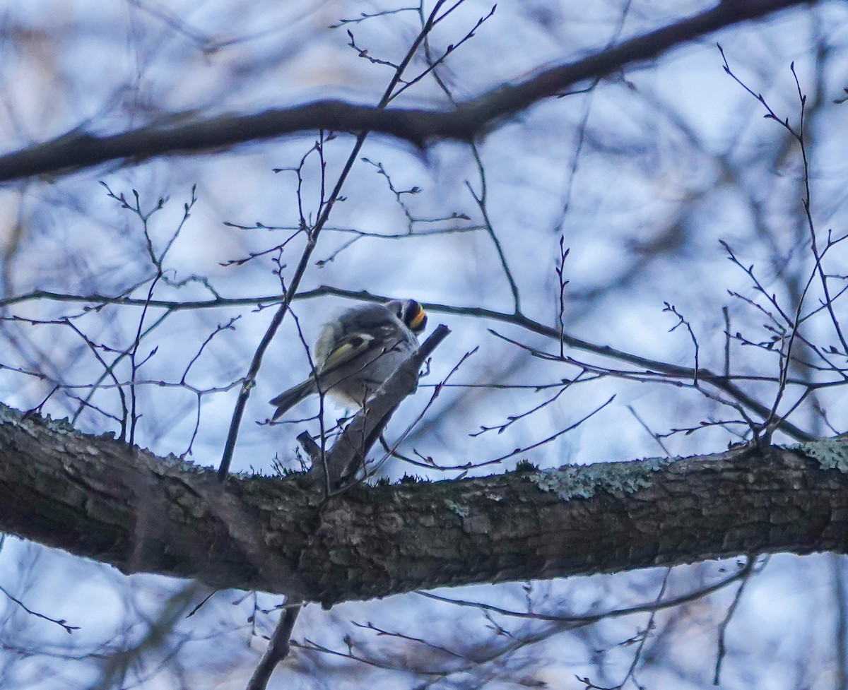 Golden-crowned Kinglet - ML526174761