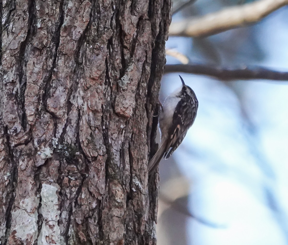 Brown Creeper - ML526174801