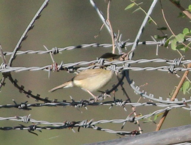 Blyth's Reed Warbler - ML526175951