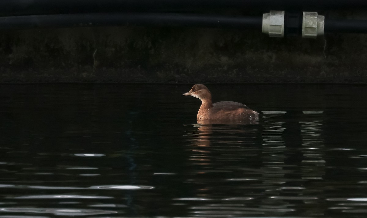 Little Grebe - Edna Mosand