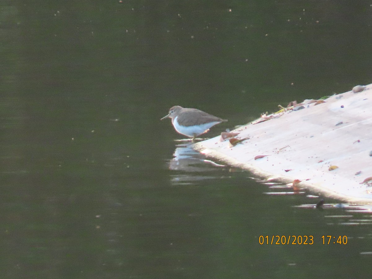 Common Sandpiper - Ute Langner