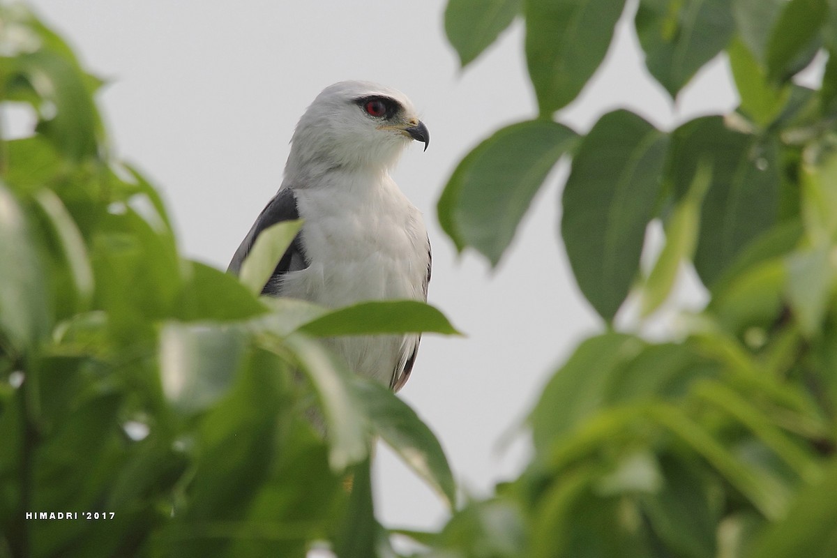 Black-winged Kite - Himadri Banerjee