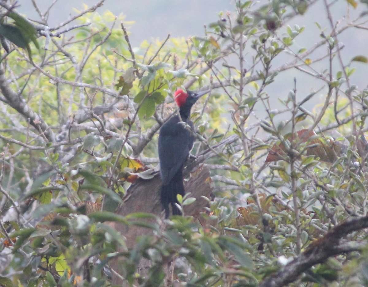 White-bellied Woodpecker - ML526176711