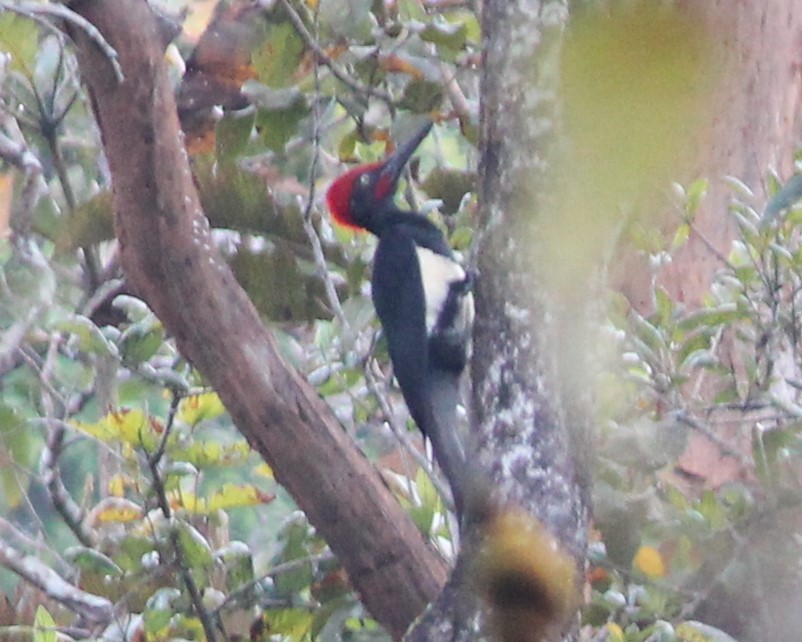 White-bellied Woodpecker - ML526176721