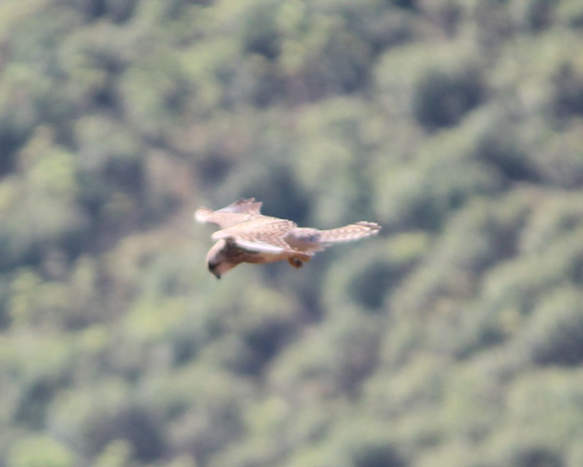 Eurasian Kestrel - ML526176961