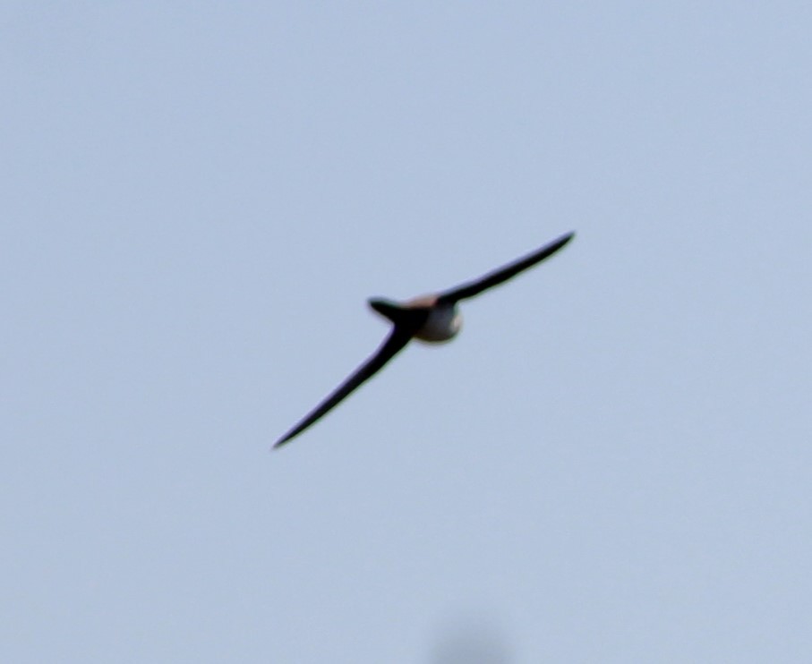 Alpine Swift - ML526177011