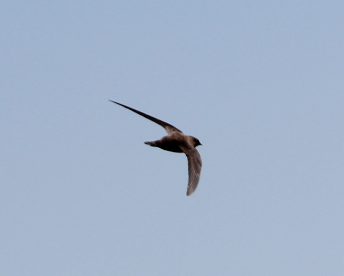 Alpine Swift - ML526177021