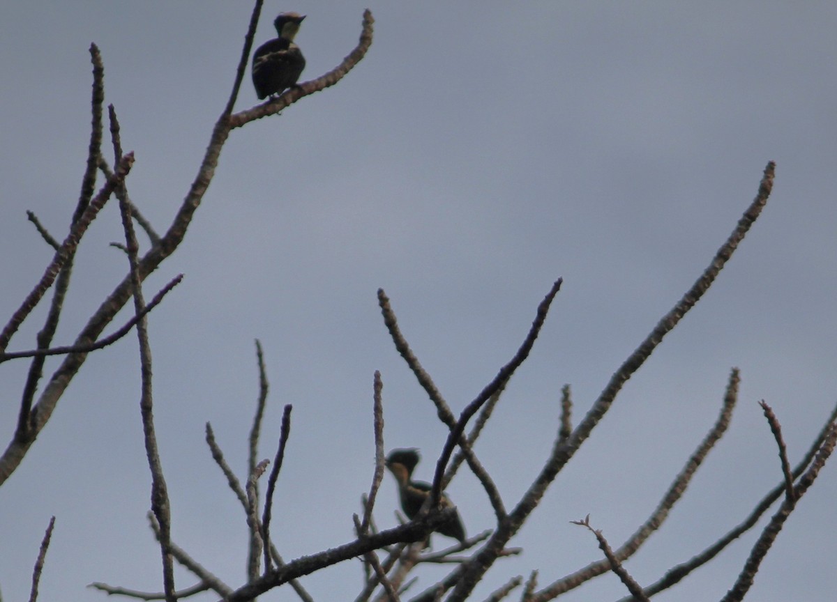 Heart-spotted Woodpecker - ML526177061