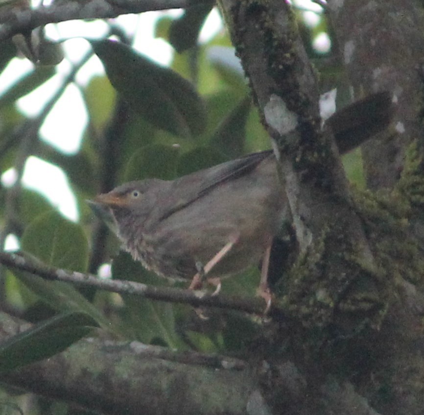 Jungle Babbler - ML526177121