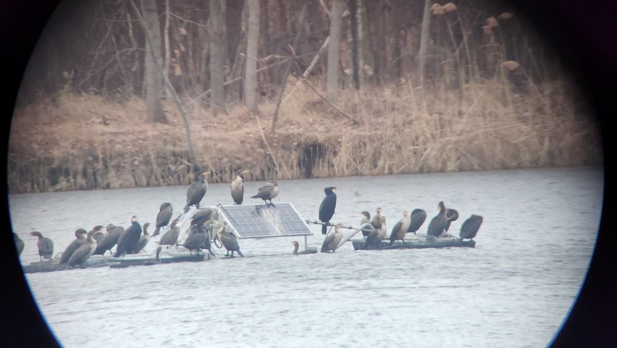 Great Cormorant - ML526177231