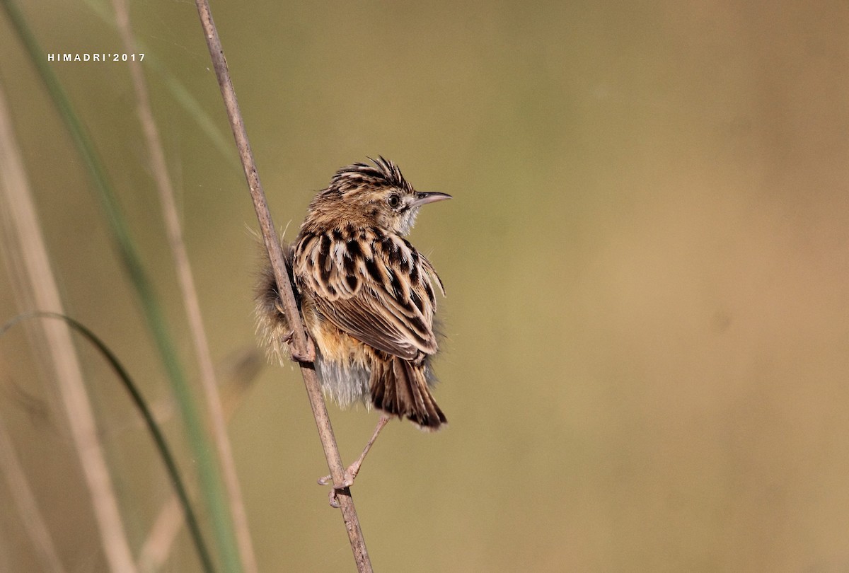 Zitting Cisticola - ML52617741