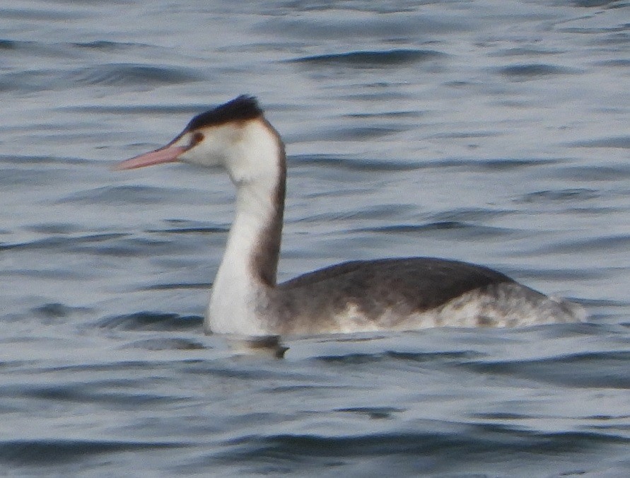 Great Crested Grebe - ML526177581
