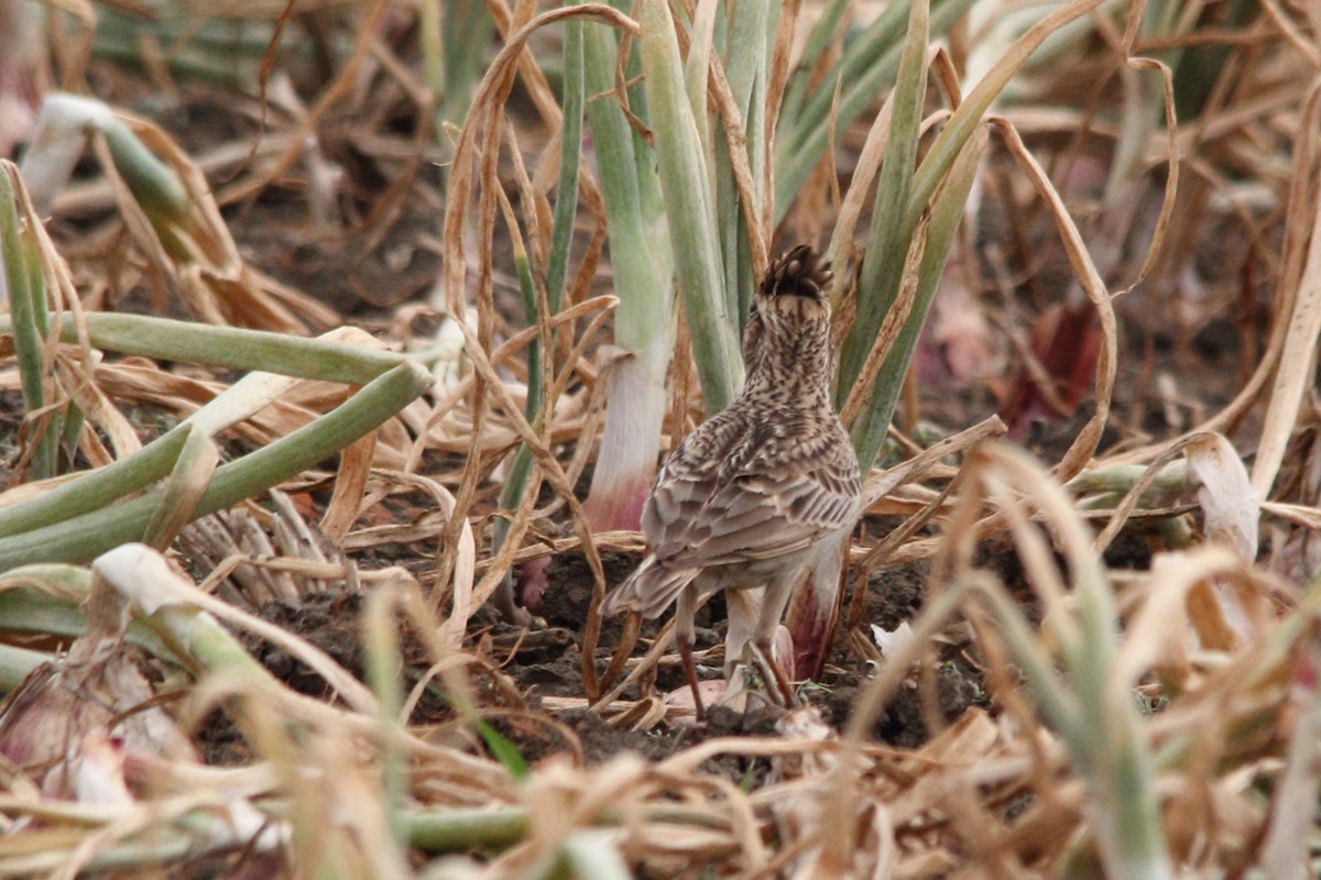 Oriental Skylark - Himadri Banerjee