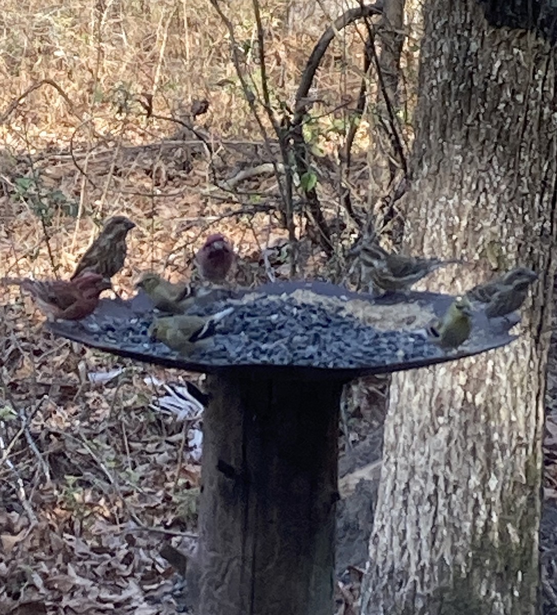 Purple Finch (Eastern) - Rebecca Jordan