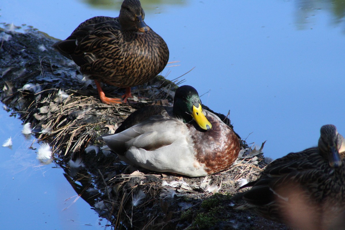 Mallard - ML526178441