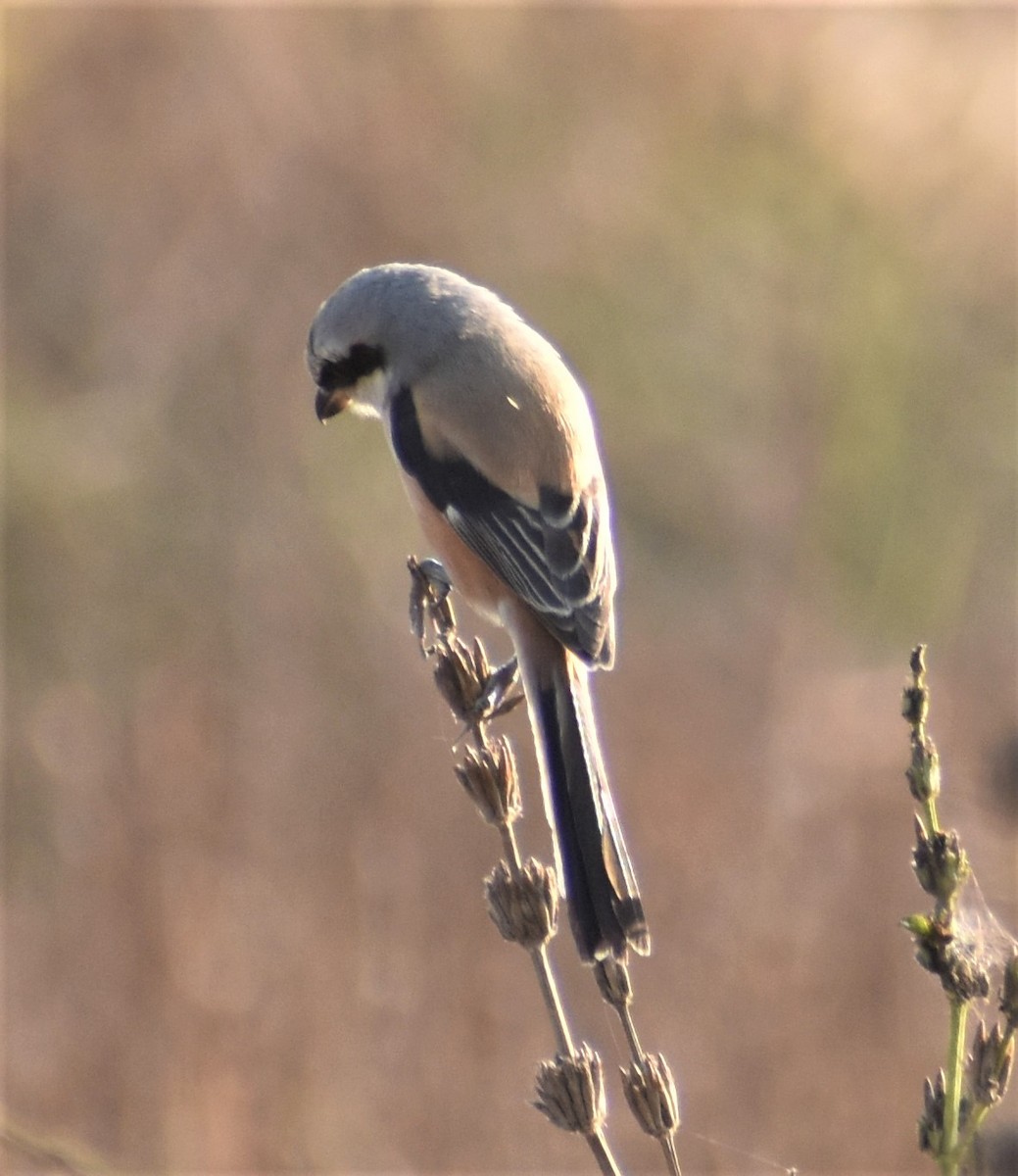 Long-tailed Shrike - ML526178571