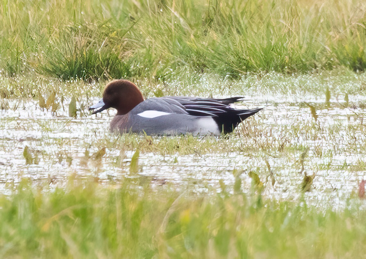 Eurasian Wigeon - ML526178761