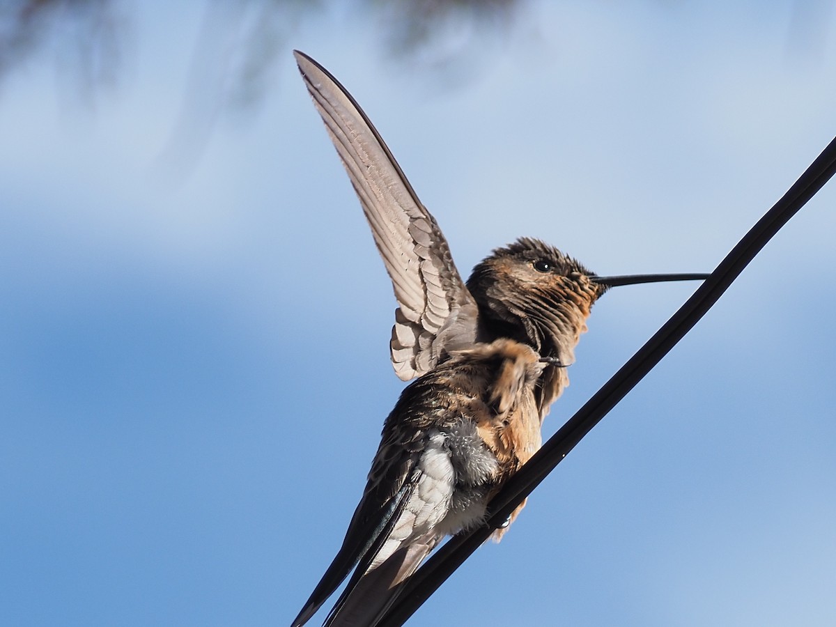 Giant Hummingbird - ML526179531