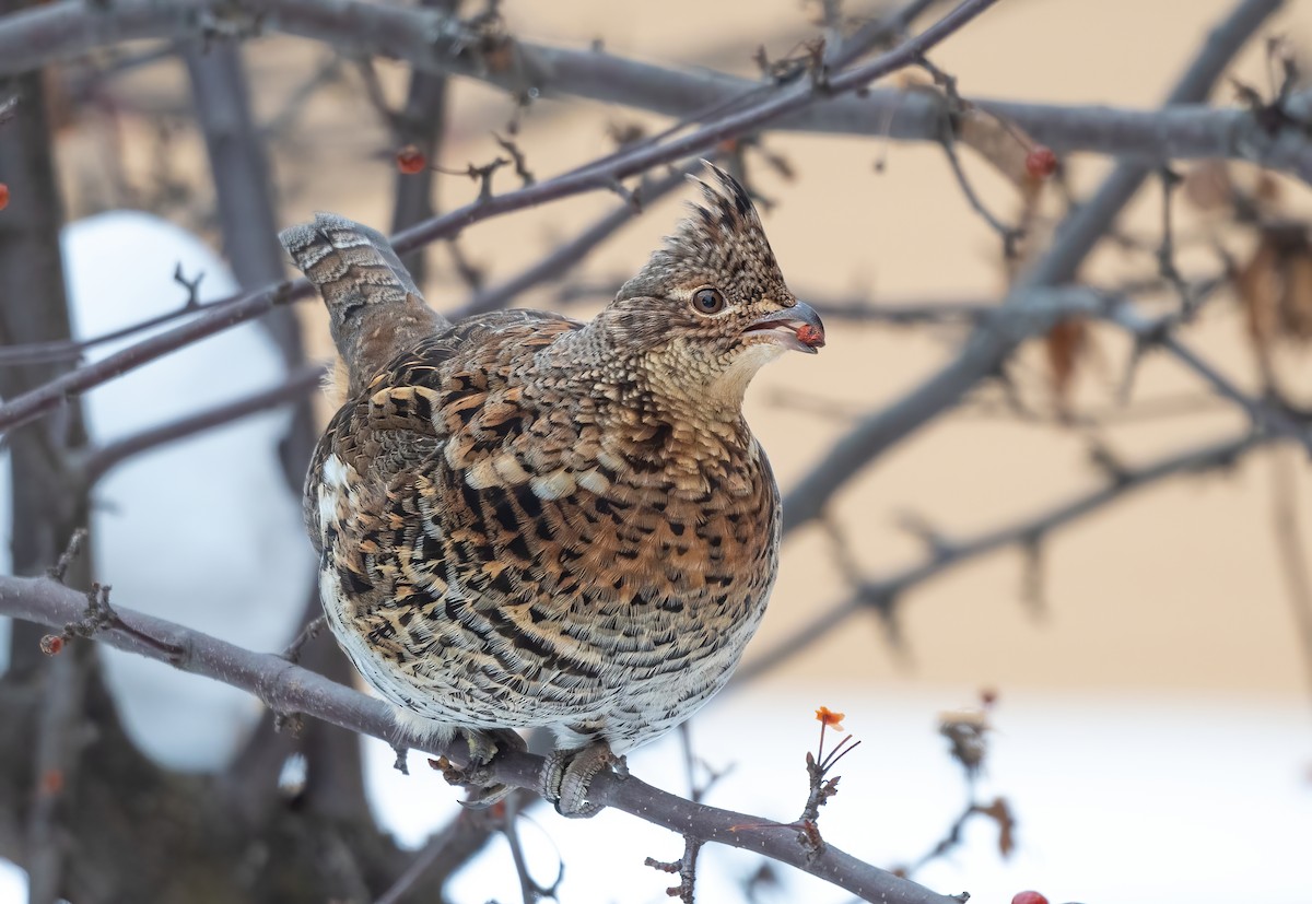 Ruffed Grouse - ML526180431