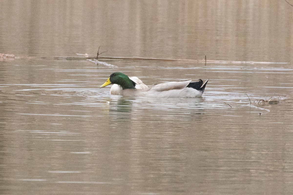 Mallard (Domestic type) - ML526180561