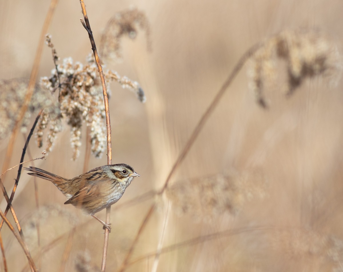 Swamp Sparrow - Zealon Wight-Maier