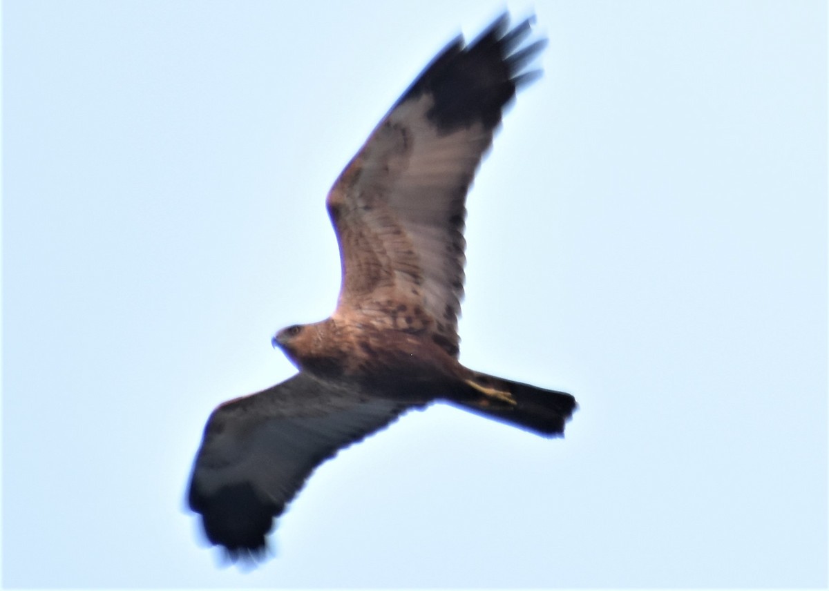 Western Marsh Harrier - ML526181191