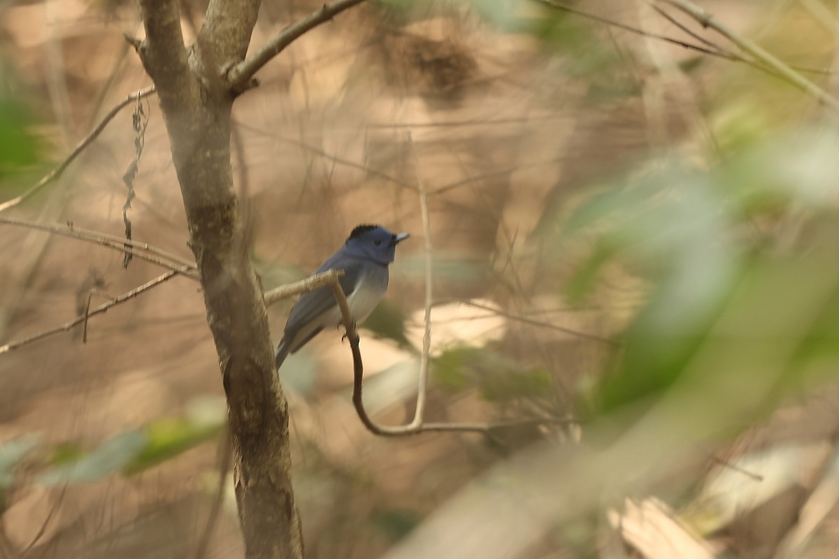 Black-naped Monarch - ML526181841