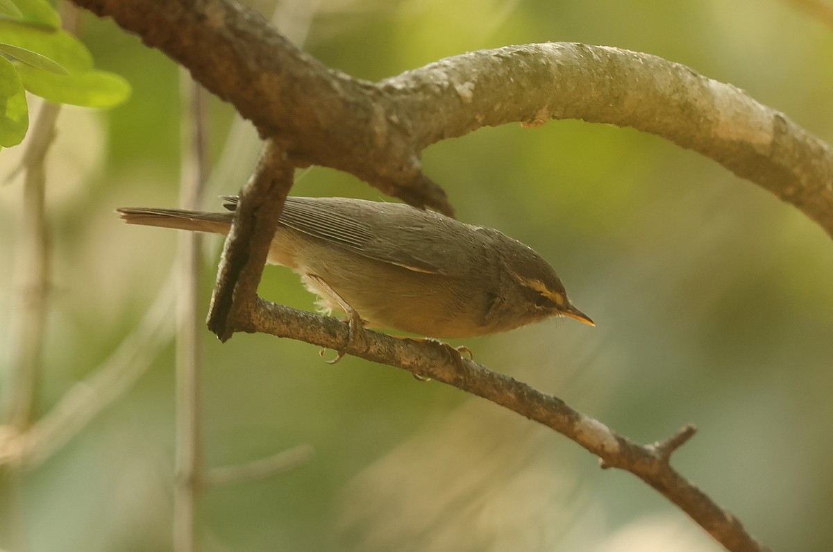 Mosquitero del Pamir - ML526181971